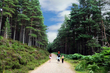 Obraz premium tourists in the woods