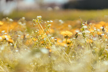 Fresh yellow blowball dandelion flowers on a spring field. Abstract blurred background with copy...