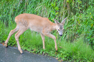 Naklejka na ściany i meble Young roe deer (Capreolus capreolus), known as the roe, western roe deer or European roe 