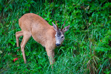 Young male roe deer (Capreolus capreolus), known as the roe, western roe deer or European roe is looking for apples