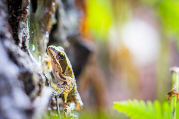 The wood frog, Lithobates sylvaticus or Rana sylvatica, small creature in the forest