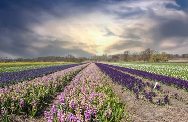 Rolgordijnen Flower fields in the Bollenstreek, Zuid-Holland Province, The Netherlands © Holland-PhotostockNL