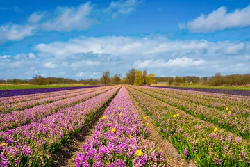 Foto op Aluminium Flower fields in the Bollenstreek, Zuid-Holland Province, The Netherlands © Holland-PhotostockNL