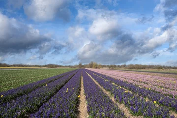 Fotobehang Flower fields in the Bollenstreek, Zuid-Holland Province, The Netherlands © Holland-PhotostockNL