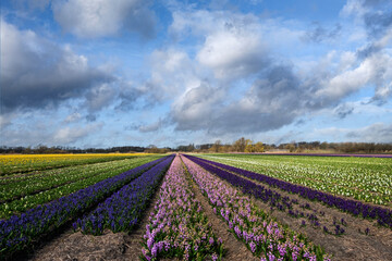 Flower fields in the Bollenstreek, Zuid-Holland Province, The Netherlands