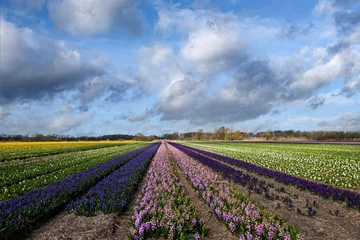 Türaufkleber Flower fields in the Bollenstreek, Zuid-Holland Province, The Netherlands © Holland-PhotostockNL