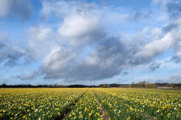 Deurstickers Flower fields in the Bollenstreek, Zuid-Holland Province, The Netherlands © Holland-PhotostockNL