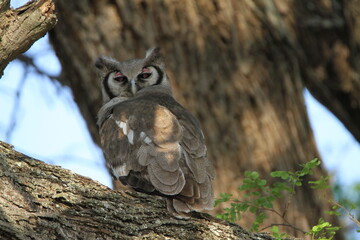 owl on a branch