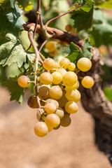 grapes on a vine, muscat de Rivesaltes