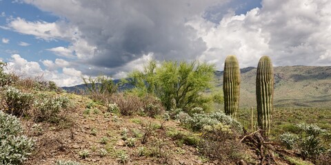Saguaro NP 01