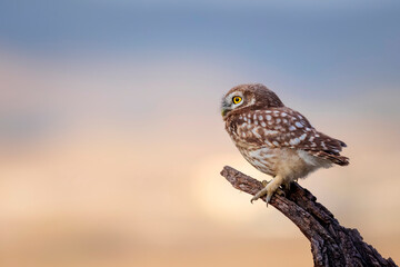 Little owl. Colorful nature background. Athene noctua.  