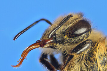 Garden Bee