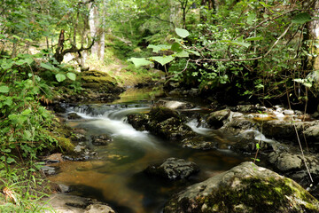 Naklejka na ściany i meble stream in the forest