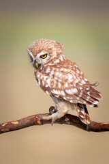 Little owl. Colorful nature background. Athene noctua.  