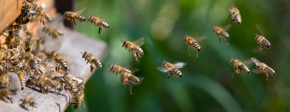 Am Bienenstock