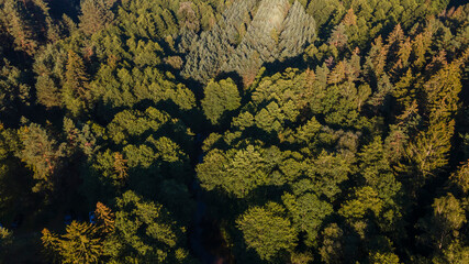 Pine forest from a height. Aerial drone view over a lush green pine forest. Nature concept.
