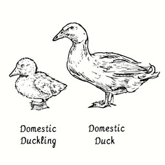Domestic duck and duckling standing side view. Ink black and white doodle drawing in woodcut style illustration