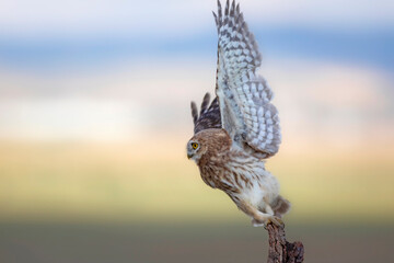Little owl. Colorful nature background. Athene noctua.  