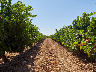Fototapeta na wymiar Rows of vines in a vineyard in the province of Valladolid, Spain. Designation of Origin (D.O.) Ribera del Duero