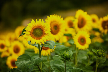 pricey field of sunflowers flourishing on a plantation