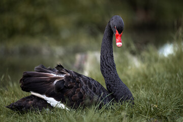 Fototapeta premium A black swan lies on the shore of a pond and eats grass.