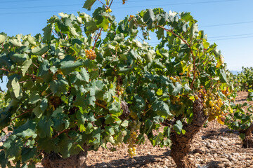 Fototapeta na wymiar grapes on a vine, muscat de Rivesaltes