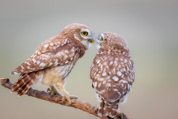 Cute little owls. Colorful nature background. Athene noctua.  