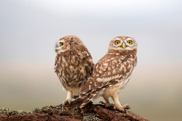 Little owls. Colorful nature background. Athene noctua.  