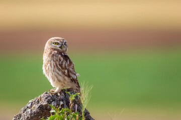 Little owl. Colorful nature background. Athene noctua.  