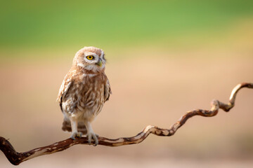 Little owl. Colorful nature background. Athene noctua.  