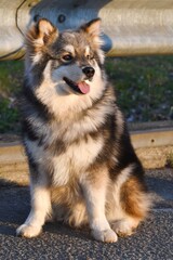 Portrait of a purebred Finnish Lapphund dog