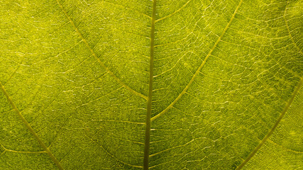 leaf texture background, close up
