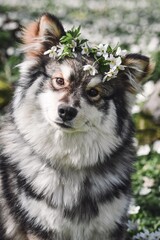Portrait of a purebred Finnish Lapphund dog