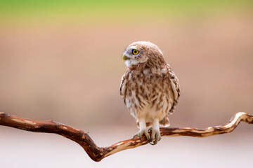 Little owl. Colorful nature background. Athene noctua.  