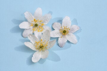 Naklejka na ściany i meble Overhead photo of spring flowers with water drop