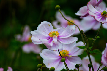 Obraz premium Fleurs d'anémones japonaises roses