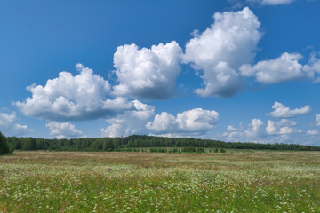 Meadow with field grasses on a slope against a background of blue sky and white clouds. Summer field against the blue sky.
