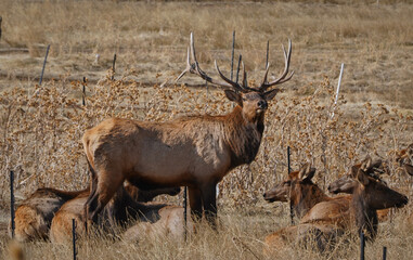 chains wrapped around elk rack