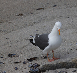seagull on the beach