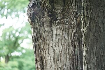 Obraz premium Weide in Form einer Korbweide, Salix alba