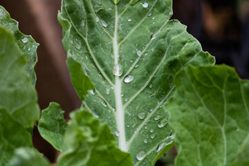 Organic lettuce after rain