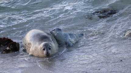 sea lion on the beach