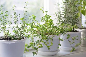 Fototapeta na wymiar Pots with herbs on window sill
