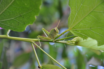 A green cicada on a green branch