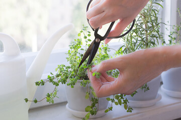 Woman hands cutting marjoram in kitchen garden