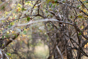 branches