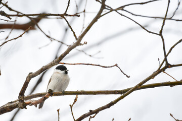 Marsh tit (Poecile palustris) little bird sitting on a tree branch.