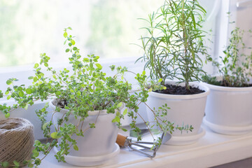 Growing of herbs on window sill