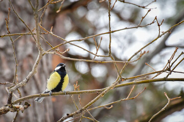 Naklejka premium Great tit (Parus major) little bird sitting on a tree branch.