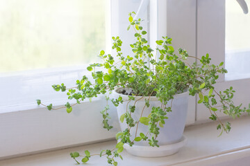Growing of marjoram on window sill